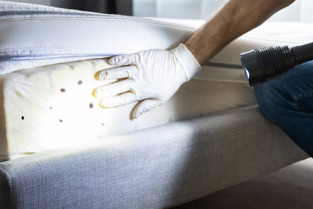 Best Ant Control Services  in Riverbank, CA