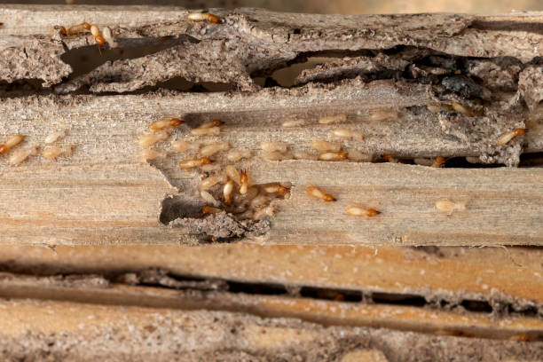 Best Rat Extermination Near Me  in Riverbank, CA